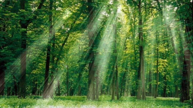 Pytheas - Save the forest