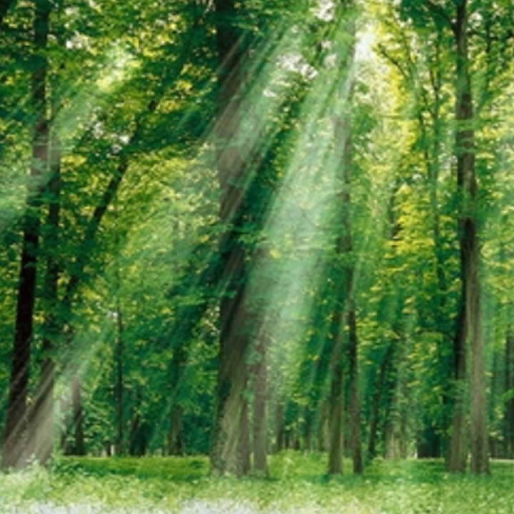 Pytheas - Save the forest