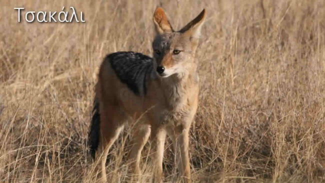 Pytheas - Animals under extinction