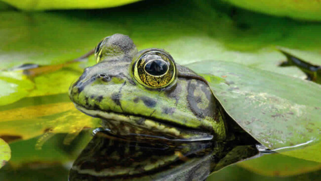 Pytheas - Endangered species